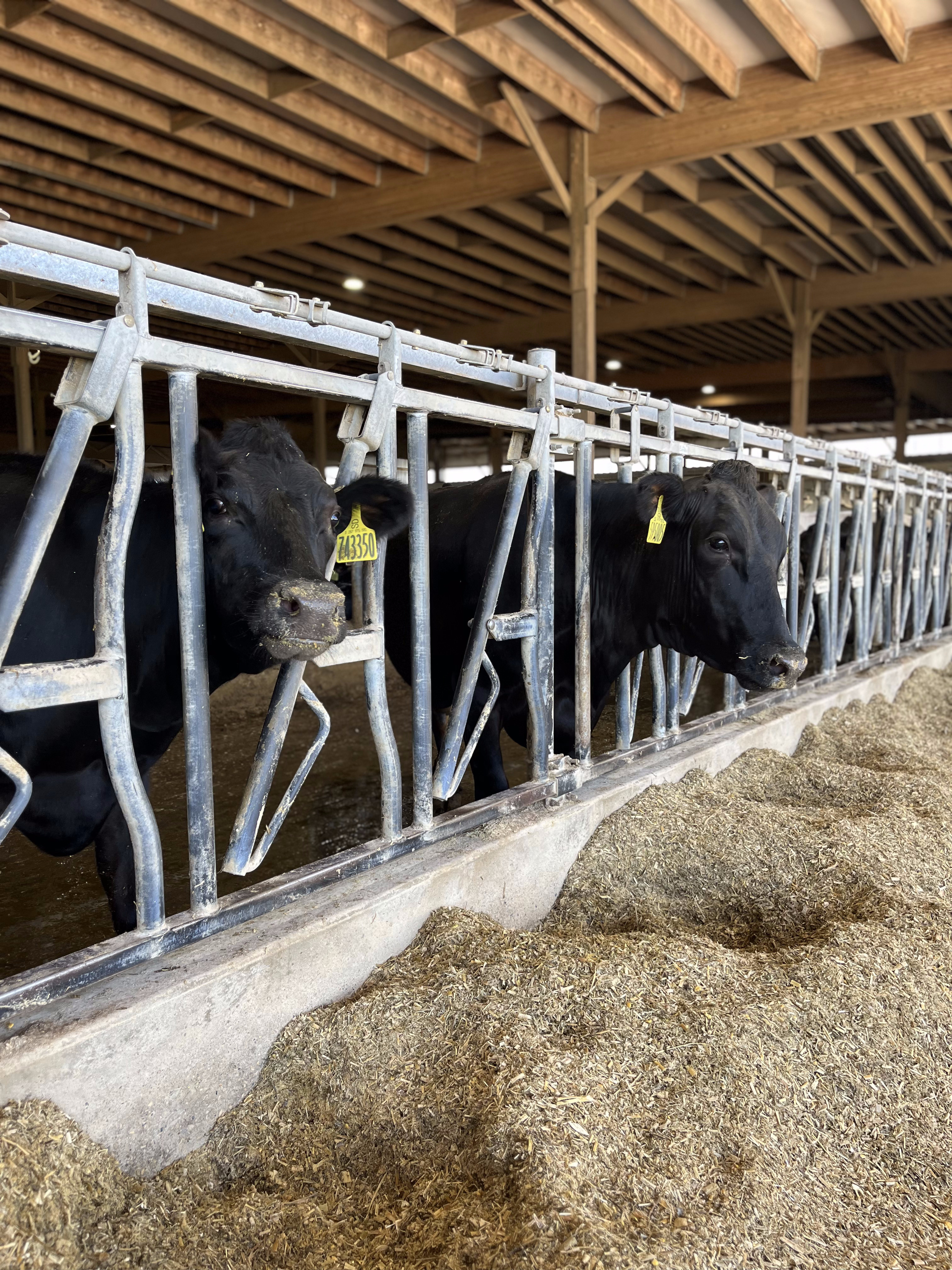 black and white cows eating through metal bars 